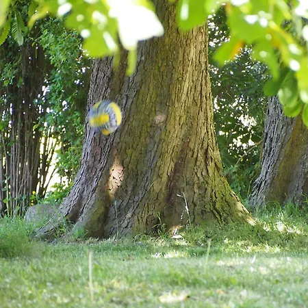 Apartament Gut-rattelvitz-parterre-a-hochwertig-sauna-kamin-etankstelle-spielscheune-15-000qm-parkland Gingst