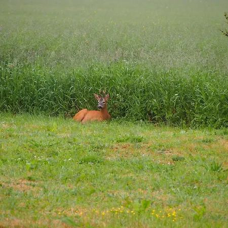 Apartament Gut-rattelvitz-parterre-a-hochwertig-sauna-kamin-etankstelle-spielscheune-15-000qm-parkland Gingst